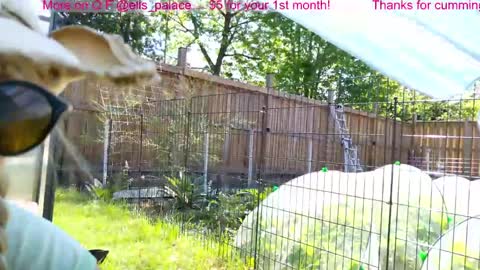 Snapshot of ells_palace chatting on 3, 6, 2026 Ella Bella Bo Bella online show from 3, 6, 2026
