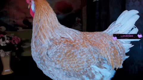 Snapshot of erotic_dessire chatting on 30, 1, 2025 Eve online show from 30, 1, 2025