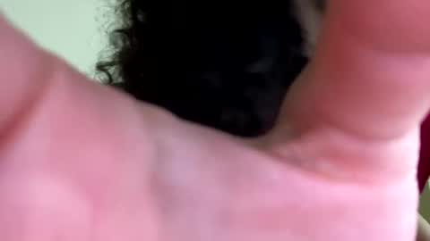 eulilah222 online show from 17, 9, 2025