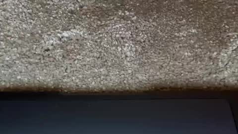 athena online show from 31, 3, 2026