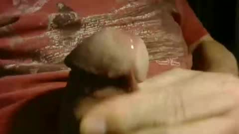 gettingstiff online show from 12, 1, 2026