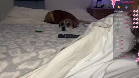 gigi online show from 29, 12, 2024