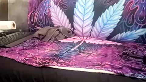 Goldcmen online show from 17, 1, 2025