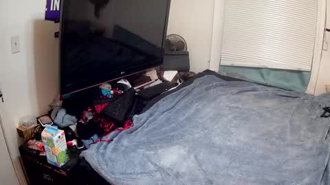 Highnesscali37 online show from 15, 12, 2024