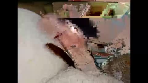 hung_mac0 online show from 19, 3, 2026