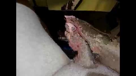 hung_mac0 online show from 27, 4, 2026