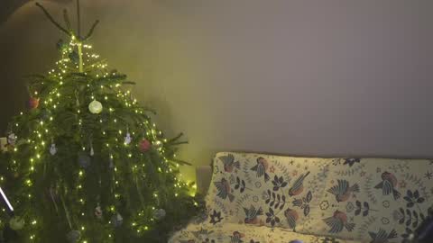 Belle online show from 4, 1, 2025