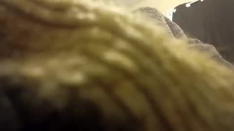 internationalwang online show from 10, 3, 2025