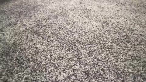 Snapshot of ironerectionn chatting on 11, 1, 2026 ironerectionn online show from 11, 1, 2026