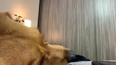 Isa online show from 7, 10, 2025