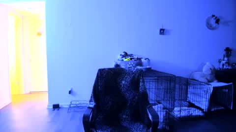 Bella Bloom online show from 25, 7, 2026