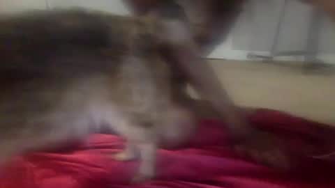 iysisfv online show from 26, 9, 2025