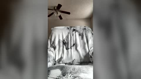 Snapshot of jameswolf777 chatting on 7, 4, 2026 jameswolf777 online show from 7, 4, 2026