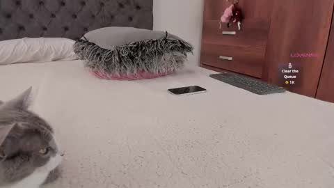 Will online show from 20, 11, 2025