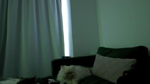 Juanitafoxx online show from 6, 4, 2026