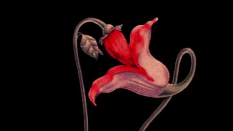 katsuro online show from 2, 3, 2025