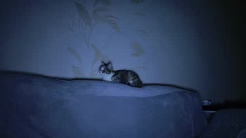 Snapshot of kitty_dora chatting on 8, 3, 2025 Evelyn online show from 8, 3, 2025