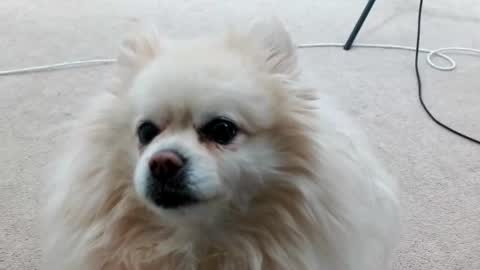 Lacey Phoenix online show from 4, 3, 2025