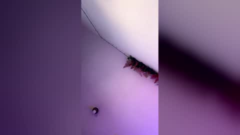 Snapshot of latin_bigcock21cm chatting on 4, 3, 2026 latin_bigcock21cm online show from 4, 3, 2026