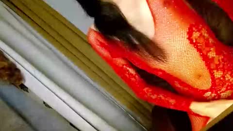 Snapshot of latrina_ chatting on 5, 3, 2026 latrina_ online show from 5, 3, 2026