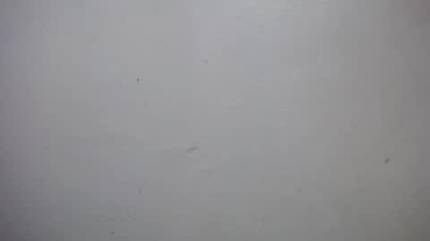 Snapshot of lisa_branch chatting on 7, 1, 2026 lisa_branch online show from 7, 1, 2026