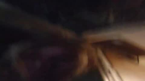 Lucy Vybes and Go-Gert online show from 4, 3, 2025