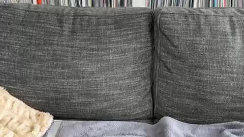 majortazer online show from 3, 12, 2024