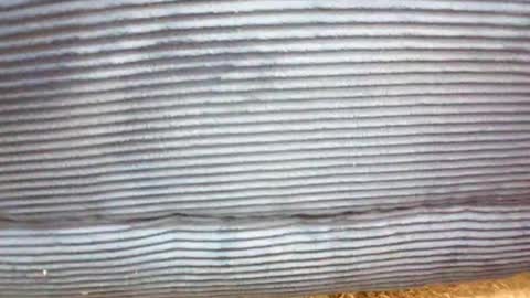 maleshpreet online show from 7, 3, 2026