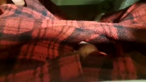 mattca80 online show from 20, 4, 2026