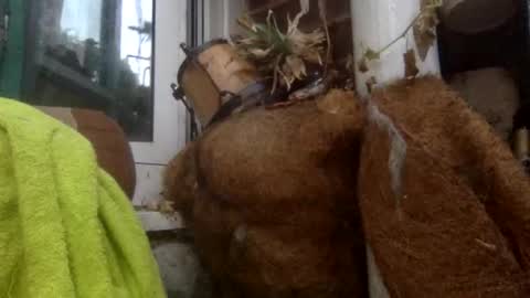 matureman1234 online show from 5, 11, 2025