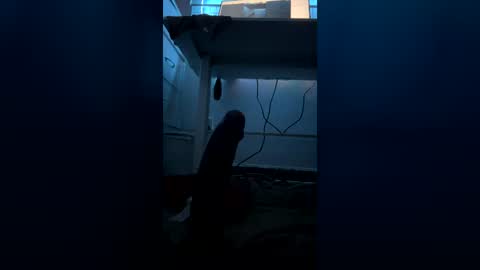 meep08 online show from 9, 7, 2026