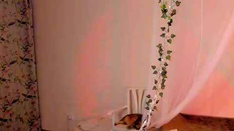 Misha online show from 26, 12, 2024