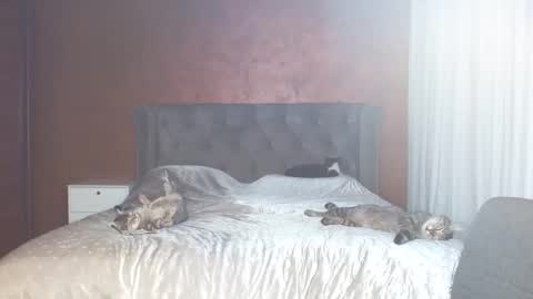 Snapshot of mishakiss34 chatting on 31, 1, 2026 Misha online show from 31, 1, 2026