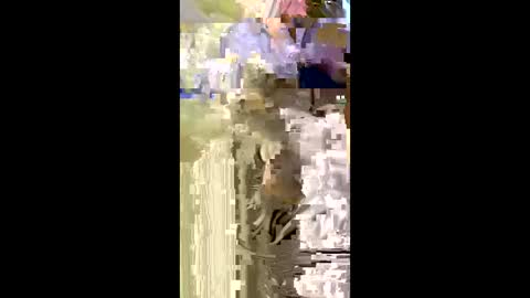 Nicol online show from 5, 1, 2026