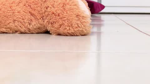 Alexa online show from 16, 2, 2026