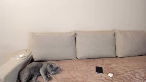 Snapshot of miss_kitty13 chatting on 3, 12, 2025 Kitty online show from 3, 12, 2025