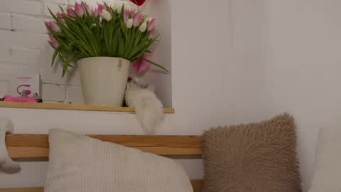 Snapshot of monicaasis chatting on 8, 3, 2025 monicaasis online show from 8, 3, 2025