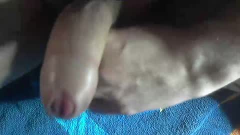 ni983 online show from 19, 12, 2024