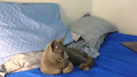 Nicolas              online show from 19, 12, 2024