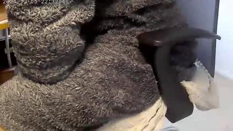 Snapshot of nineinchhard chatting on 4, 12, 2024 nineinchhard online show from 4, 12, 2024