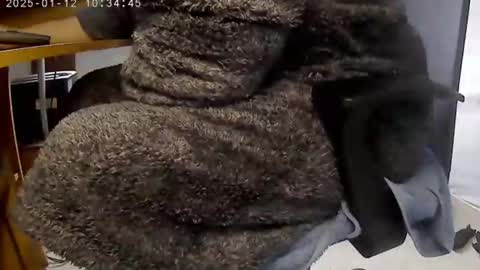 Snapshot of nineinchhard chatting on 12, 1, 2025 nineinchhard online show from 12, 1, 2025