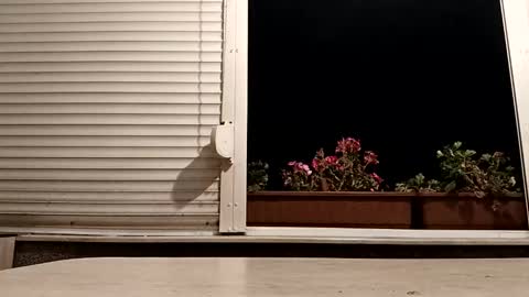 Snapshot of pamid215 chatting on 4, 11, 2025 angel hris online show from 4, 11, 2025