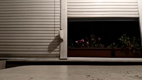 Snapshot of pamid215 chatting on 16, 11, 2025 angel hris online show from 16, 11, 2025