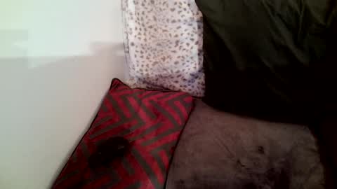 Parlay tellio online show from 29, 1, 2025