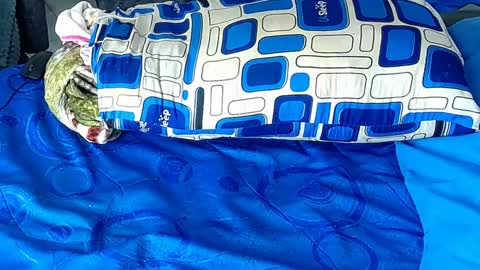 Yura independent  model online show from 6, 1, 2025