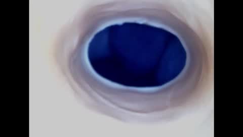 Paula 18 Aninhos online show from 30, 1, 2025