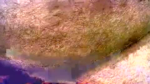 peterpeteropoulos online show from 3, 8, 2026