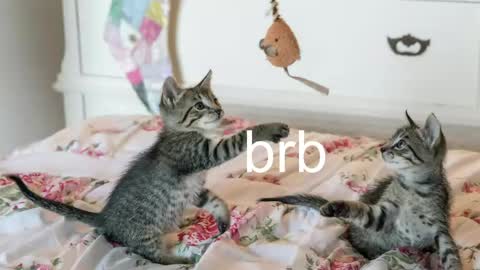 Kitty online show from 27, 5, 2026