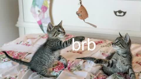 Kitty online show from 5, 7, 2026