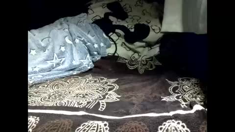 pollachico online show from 18, 2, 2026